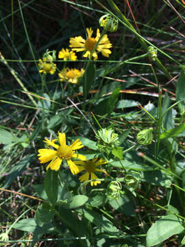 Plancia ëd Helenium autumnale var. autumnale