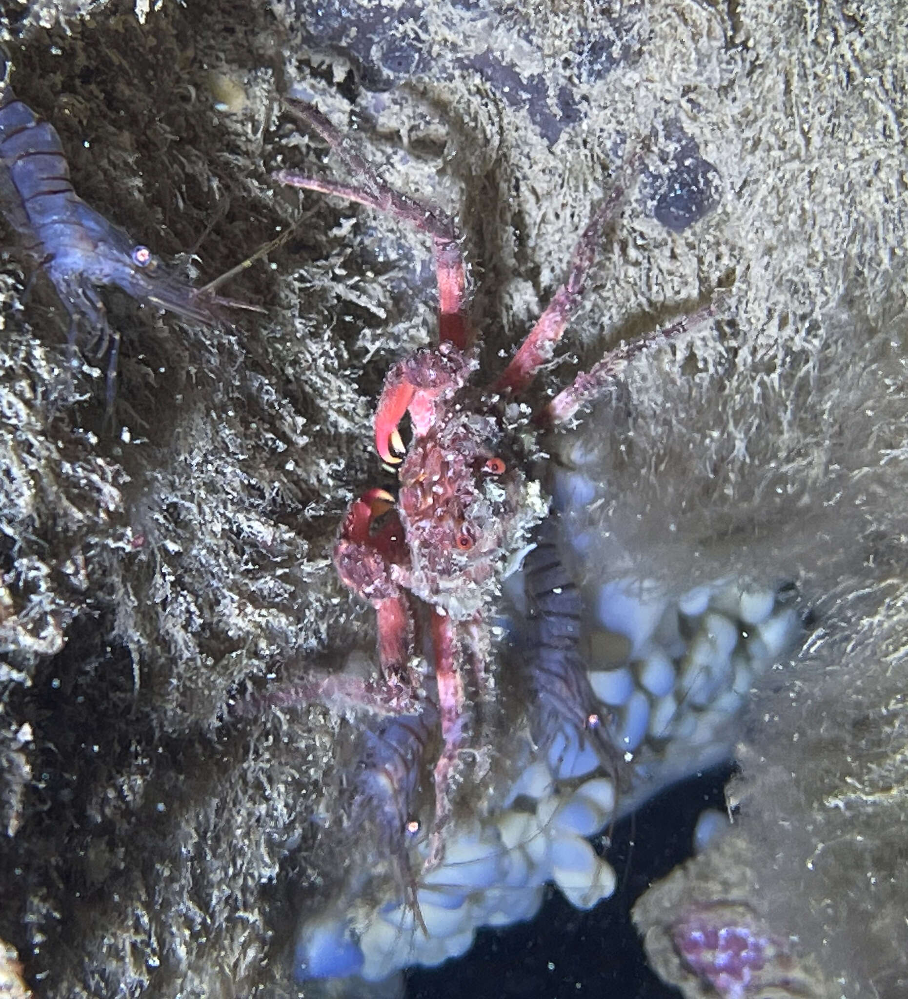 Image of rugose spider crab