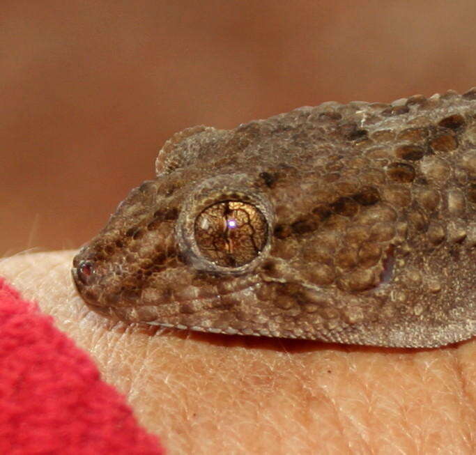 Image of Turner's thick-toed gecko