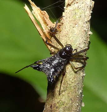 Image of Micrathena triangularis (C. L. Koch 1836)