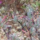 Image of Lampranthus stayneri (L. Bol.) N. E. Br.