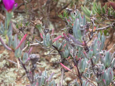 Image of Lampranthus stayneri (L. Bol.) N. E. Br.