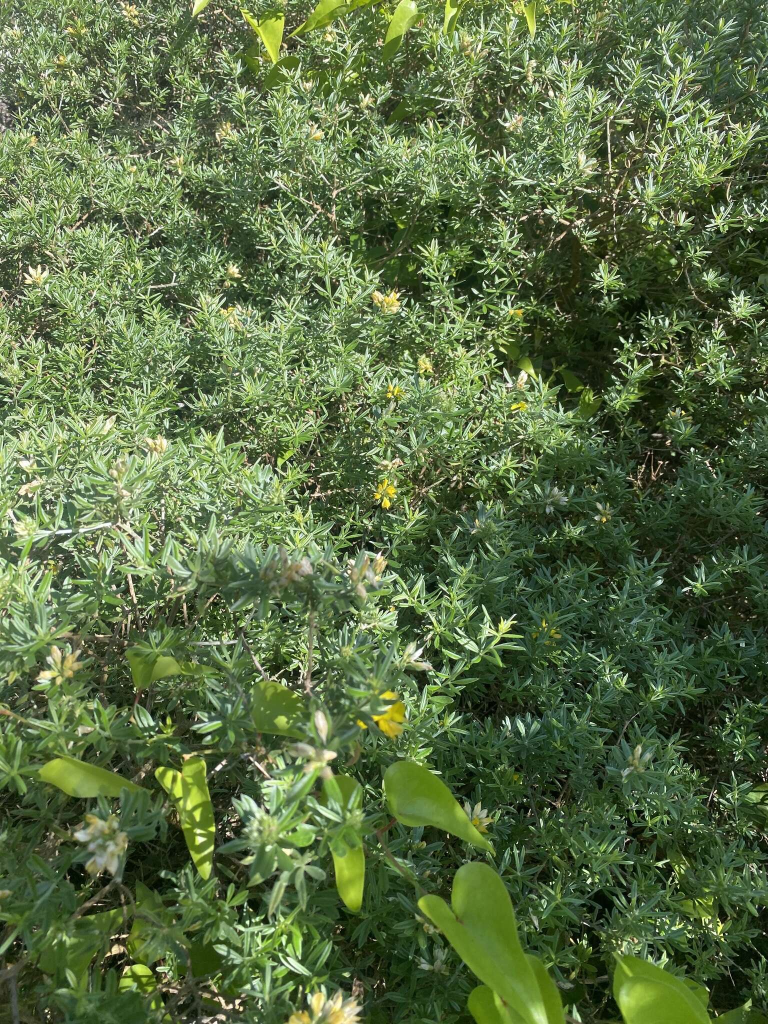 Image of <i>Genista linifolia</i> subsp. <i>pallida</i> (Poir.) P. Hanelt