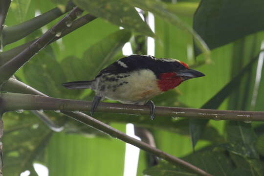 Image of Black-spotted Barbet