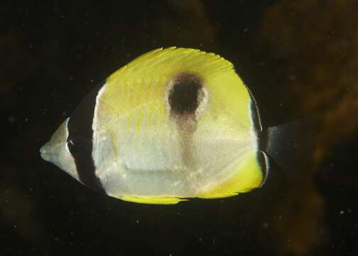 Image of Limespot Butterflyfish