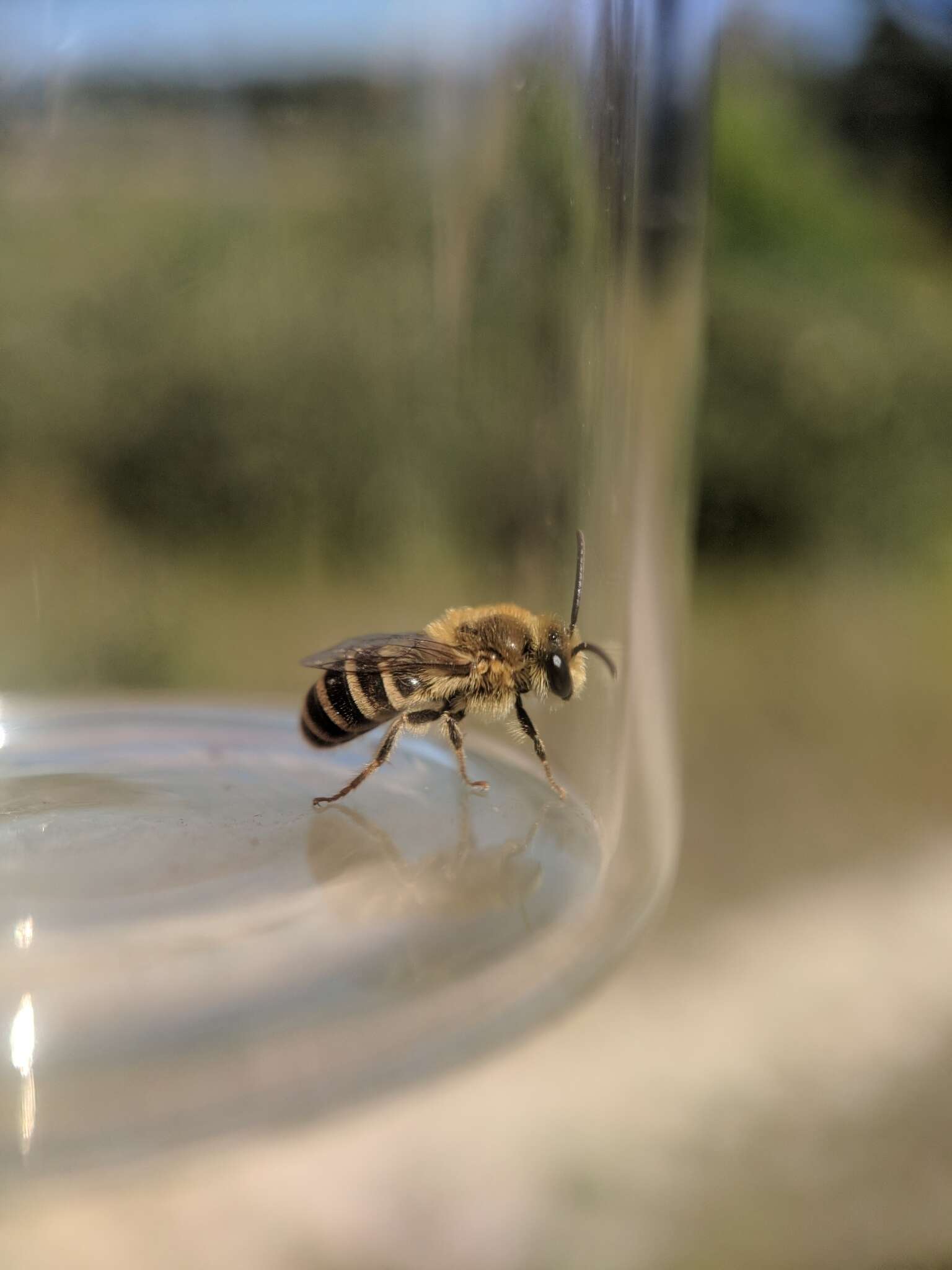 Image of Colletes solidaginis Swenk 1906