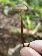 Image of Entoloma clandestinum (Fr.) Noordel. 1980