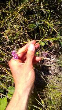 Image of Allium saxatile M. Bieb.