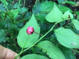 Image de Breynia macrantha (Hassk.) Chakrab. & N. P. Balakr.