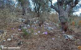 Image of Colchicum macrophyllum B. L. Burtt