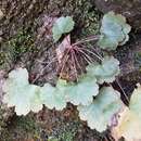 صورة Heuchera parviflora var. puberula (Mackenzie & Bush) E. F. Wells