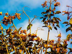 Image of Dusky-headed Parakeet