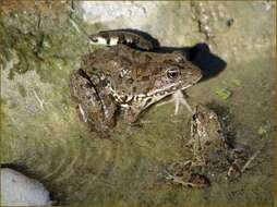 Image de Pelophylax bedriagae (Camerano 1882)