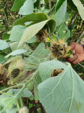 Imagem de Abutilon leonardii Urb.