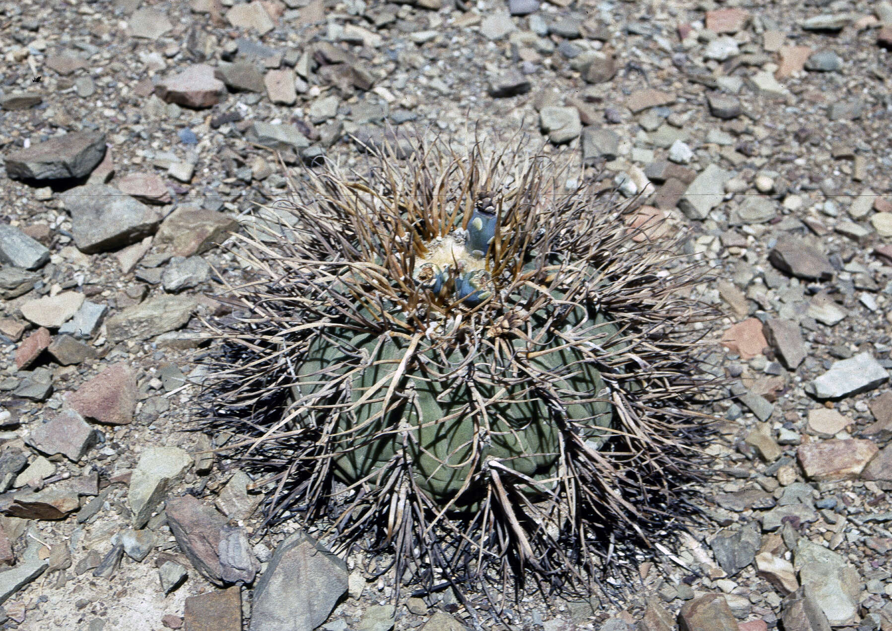 Image of Gymnocalycium spegazzinii subsp. cardenasianum (F. Ritter) R. Kiesling & Metzing