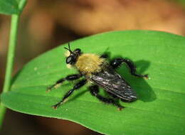 صورة Laphria flavicollis Say 1824