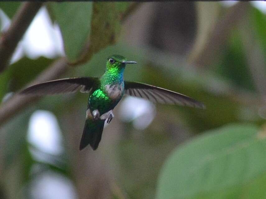 Image of Emerald-bellied Puffleg