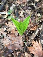 Sivun Veratrum woodii J. W. Robbins ex Alph. Wood kuva