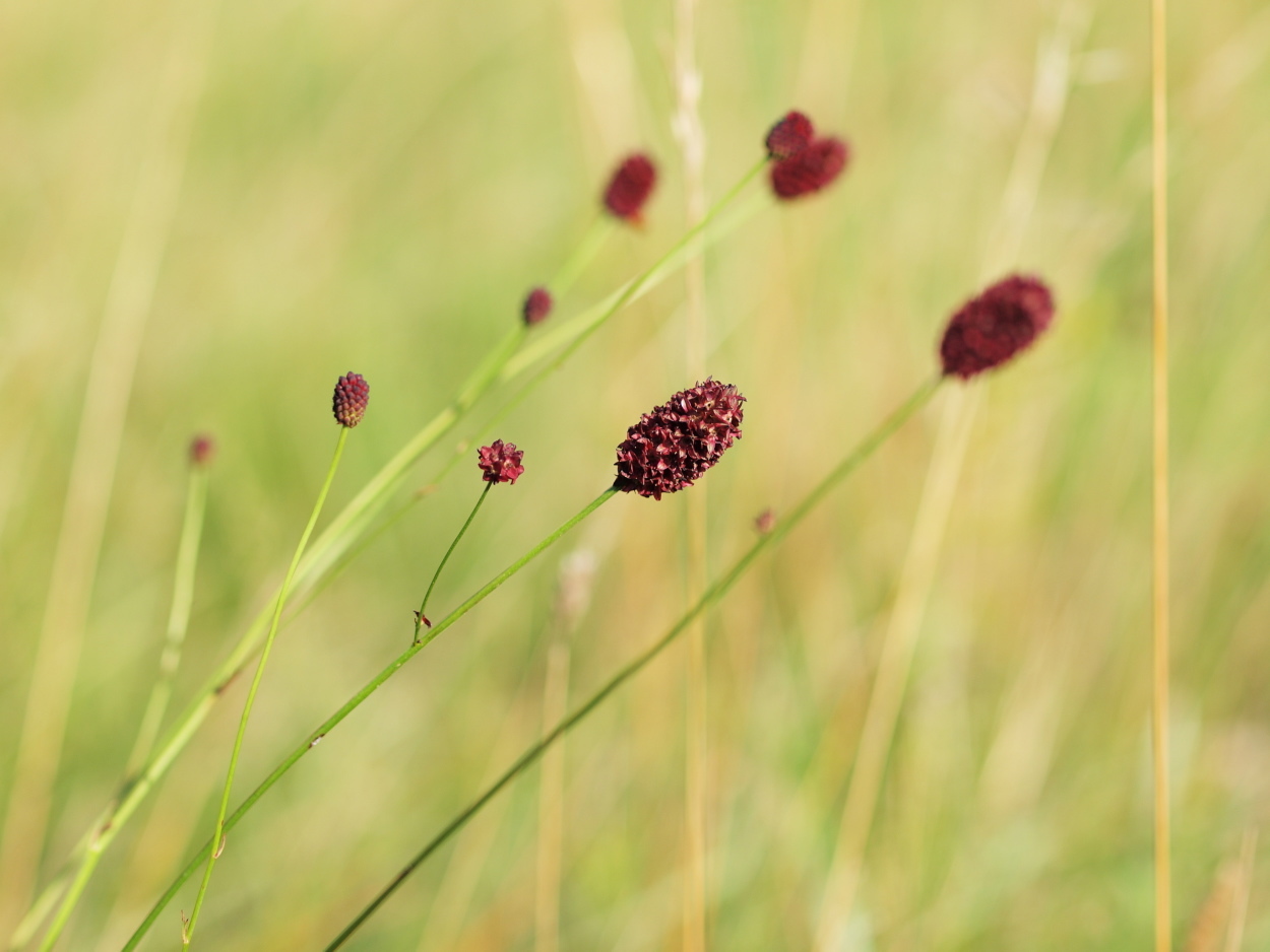 Sanguisorba officinalis (rights holder: HermannFalkner/sokol)