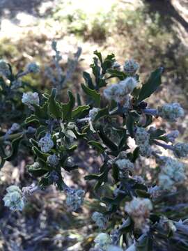 Image of Jacksonia floribunda Endl.