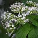 Image de Clerodendrum polycephalum Baker