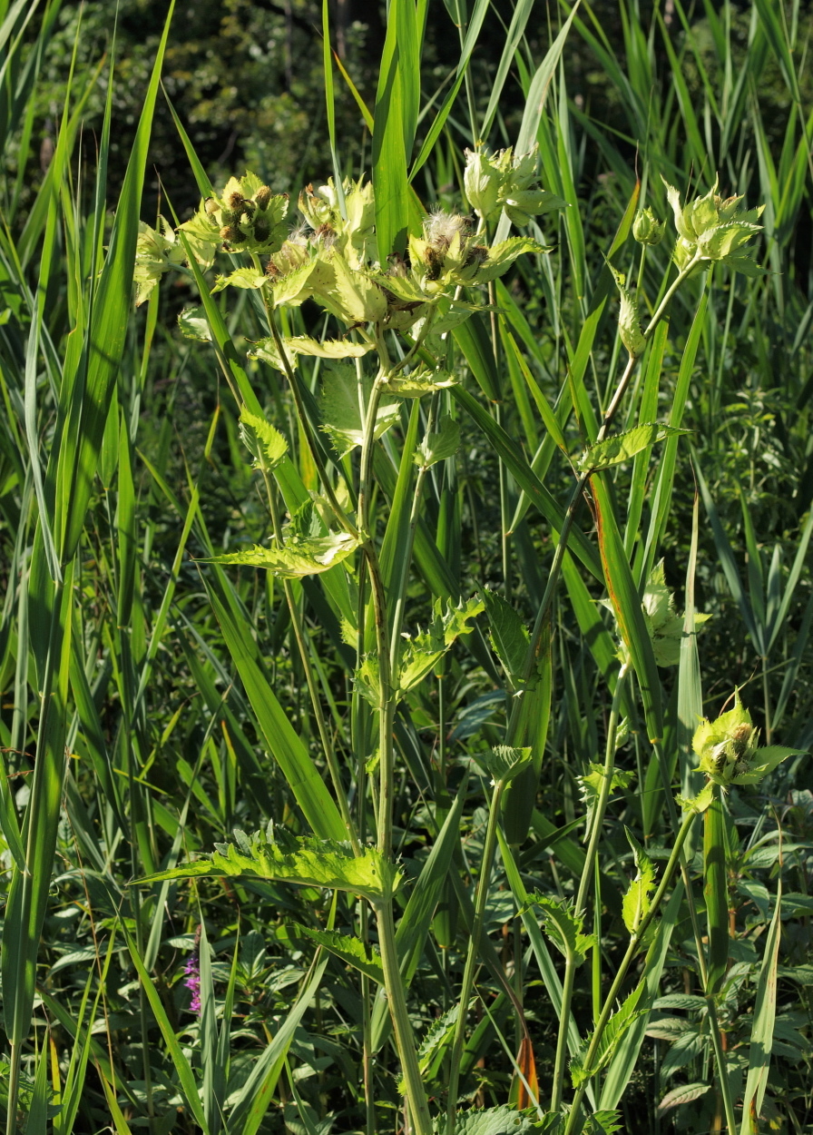 Cirsium oleraceum (rights holder: HermannFalkner/sokol)