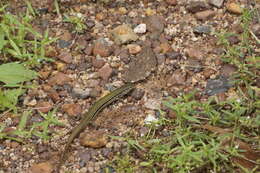 Image of Lowlands Plain-backed Ctenotus