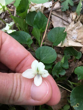 Viola striata Ait.的圖片