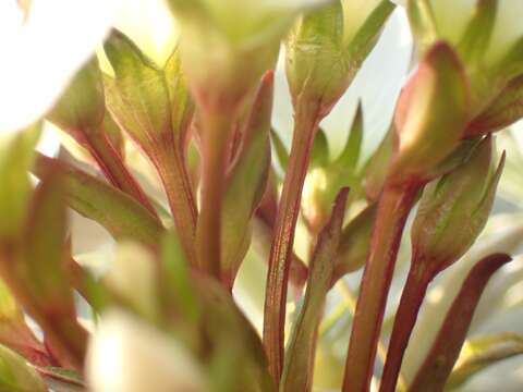 Image of Gentianella divisa (Kirk) Glenny