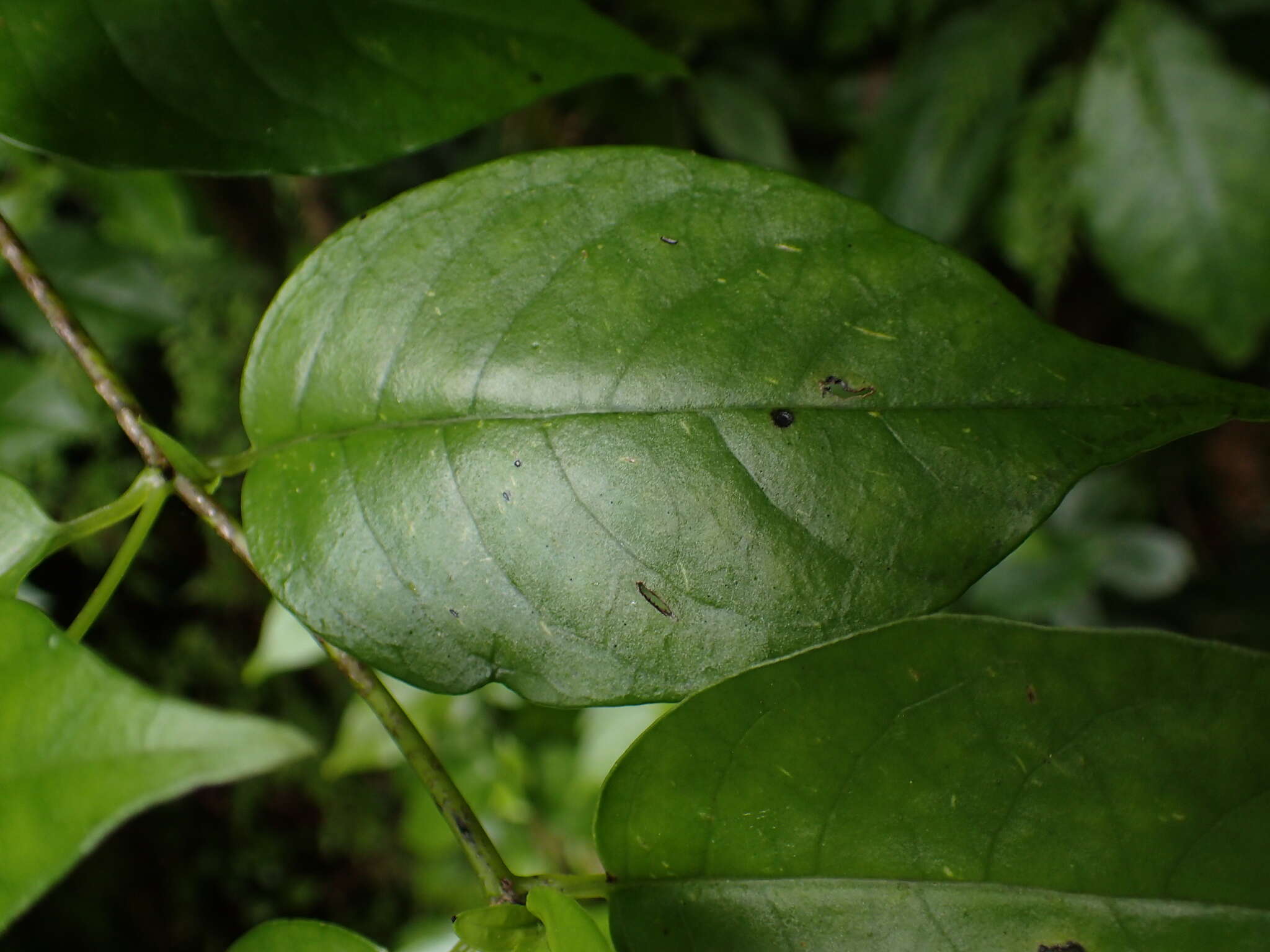 Imagem de Geniostoma rupestre var. ligustrifolium (Cunn.) B. J. Conn