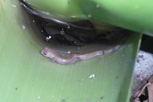 Image of Southern Banana Salamander