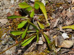 صورة Wahlenbergia albomarginata subsp. laxa (G. Simpson) J. A. Petterson