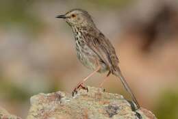 Image of Karoo Prinia