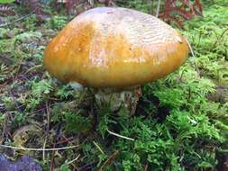 Image of Tricholoma zelleri (D. E. Stuntz & A. H. Sm.) Ovrebo & Tylutki 1975