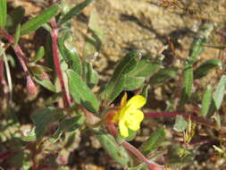 Image of San Bernardino suncup