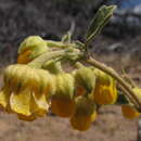 Image of Hermannia althaeifolia L.