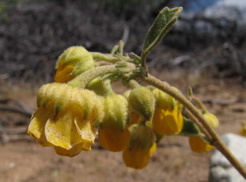 Image of Hermannia althaeifolia L.