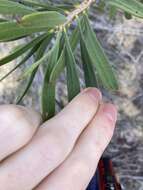 Image of Melaleuca blepharosperma (F. Müll.) Craven & R. D. Edwards