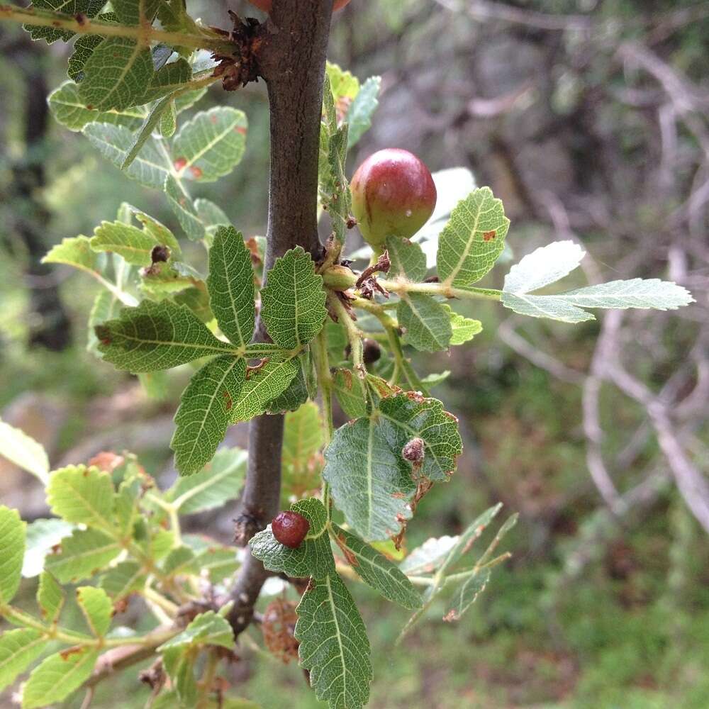 Image of Bursera glabrifolia (Kunth) Engl.