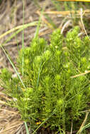 Teucrium laciniatum Torr.的圖片