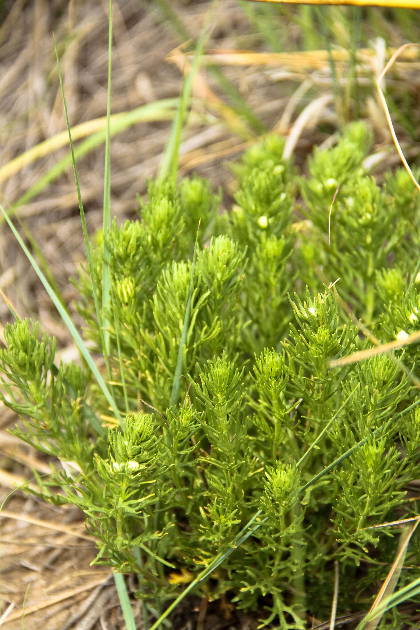 Teucrium laciniatum Torr.的圖片