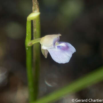 Image of bladderwort