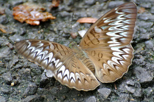 Image of Malay Viscount