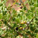 Image of Schinus odonellii F. A. Barkley