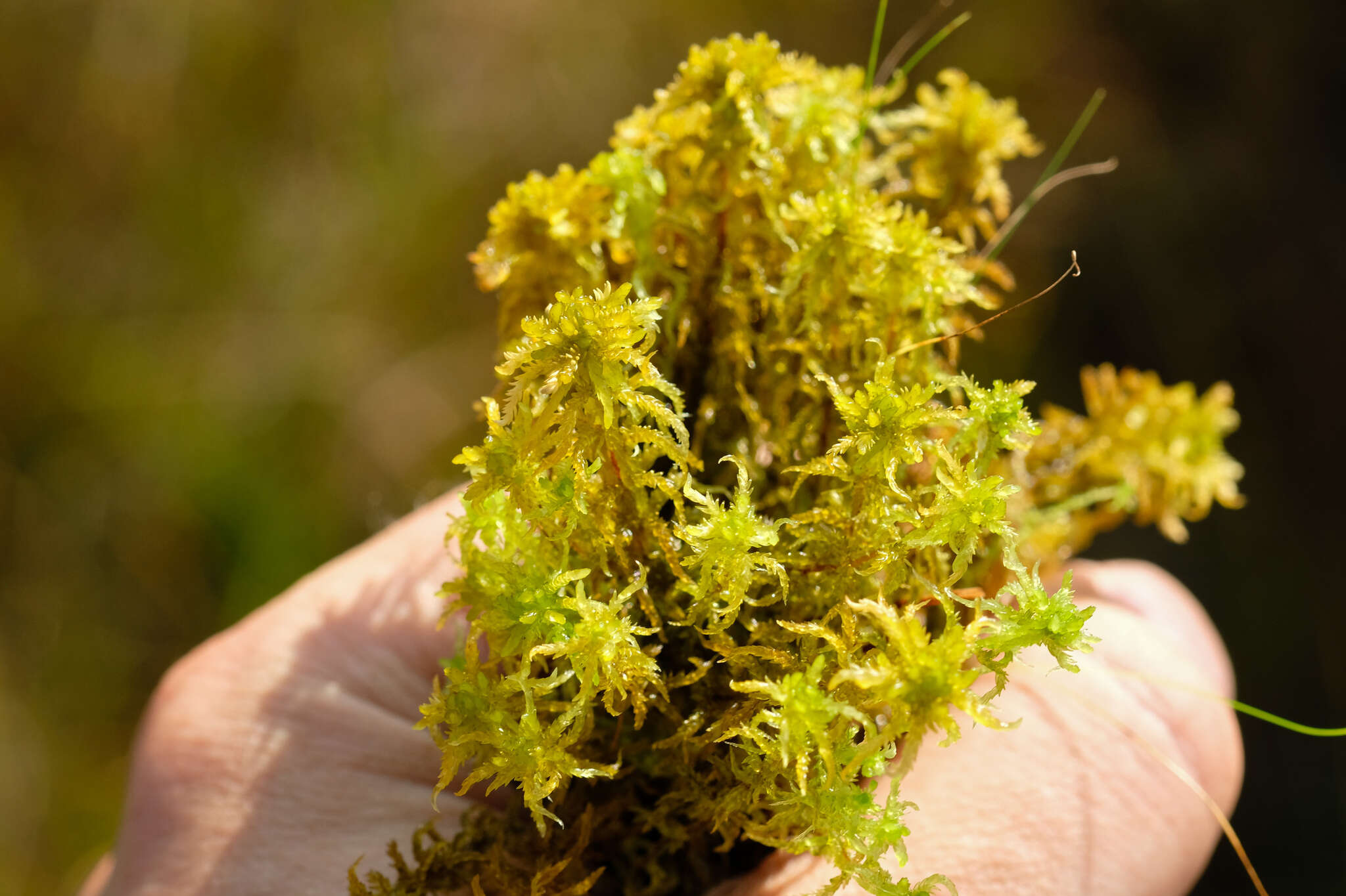 Image of slender cow-horn bog-moss