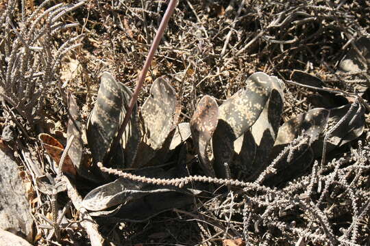 Image of Gasteria pillansii Kensit