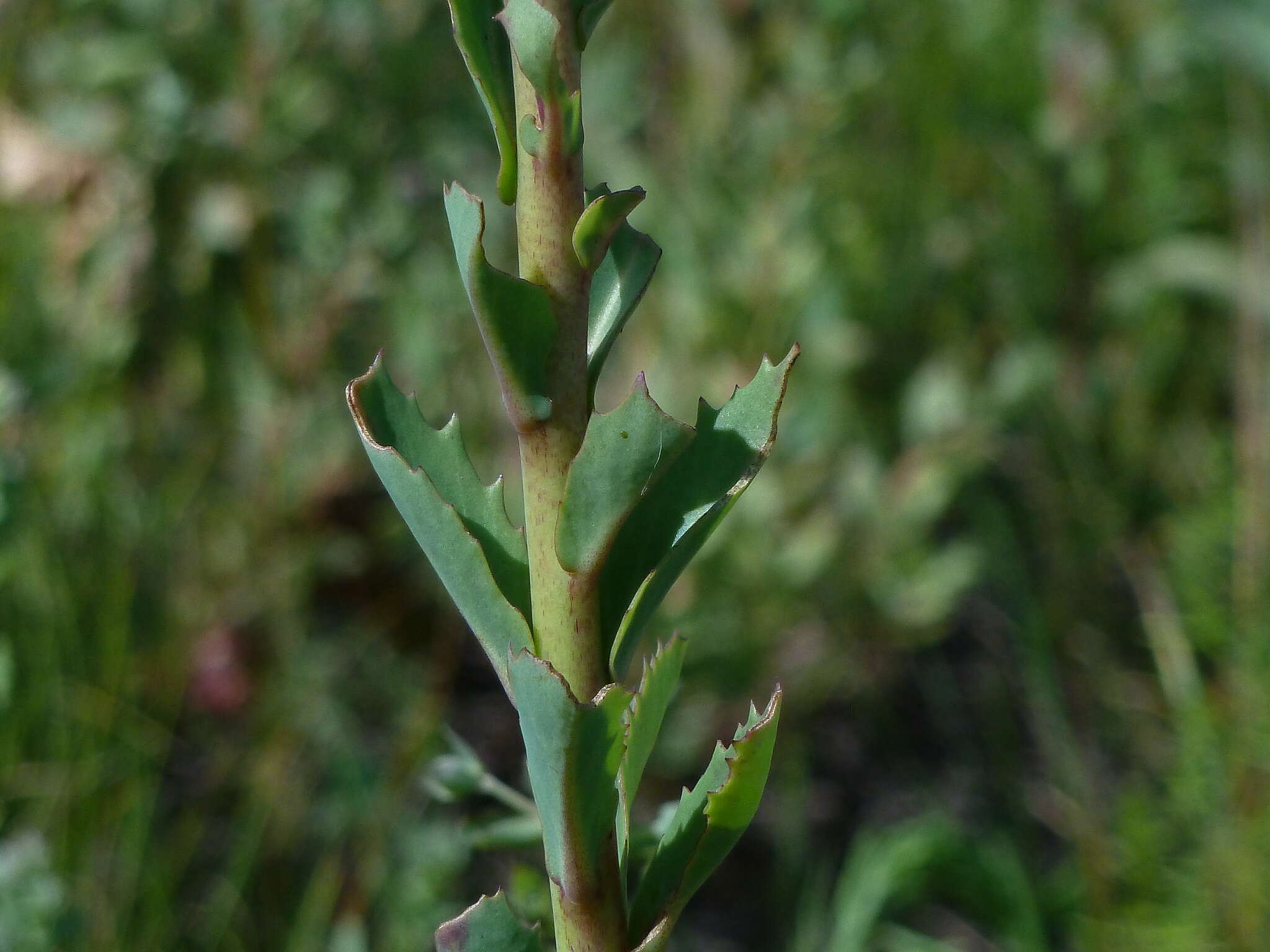 Hylotelephium telephium (L.) H. Ohba resmi