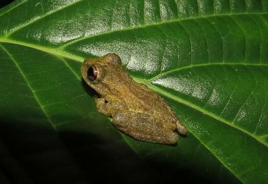 Image of Brazilian Treefrogs