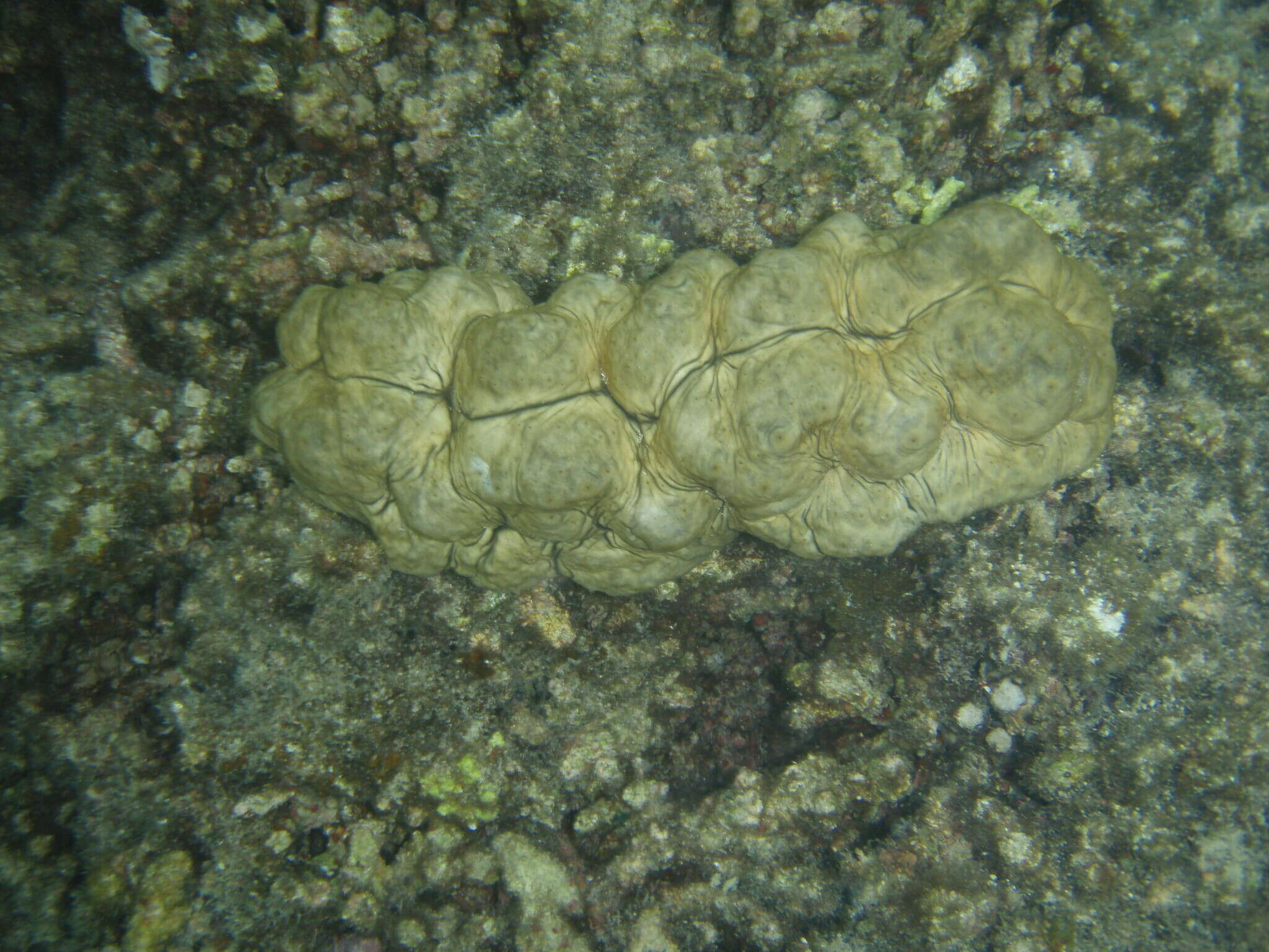Image of Curryfish