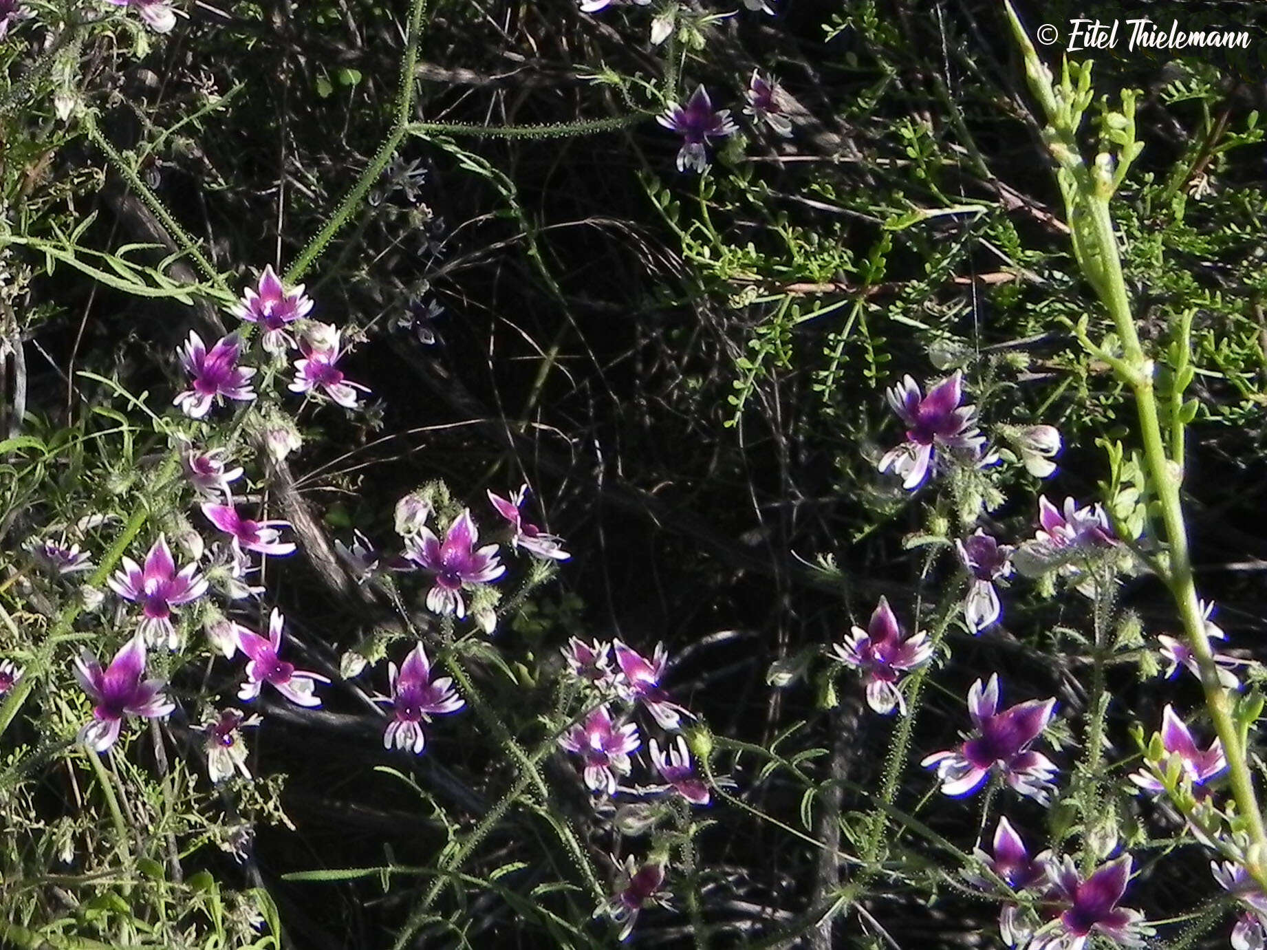 Imagem de Schizanthus parvulus Sudzuki